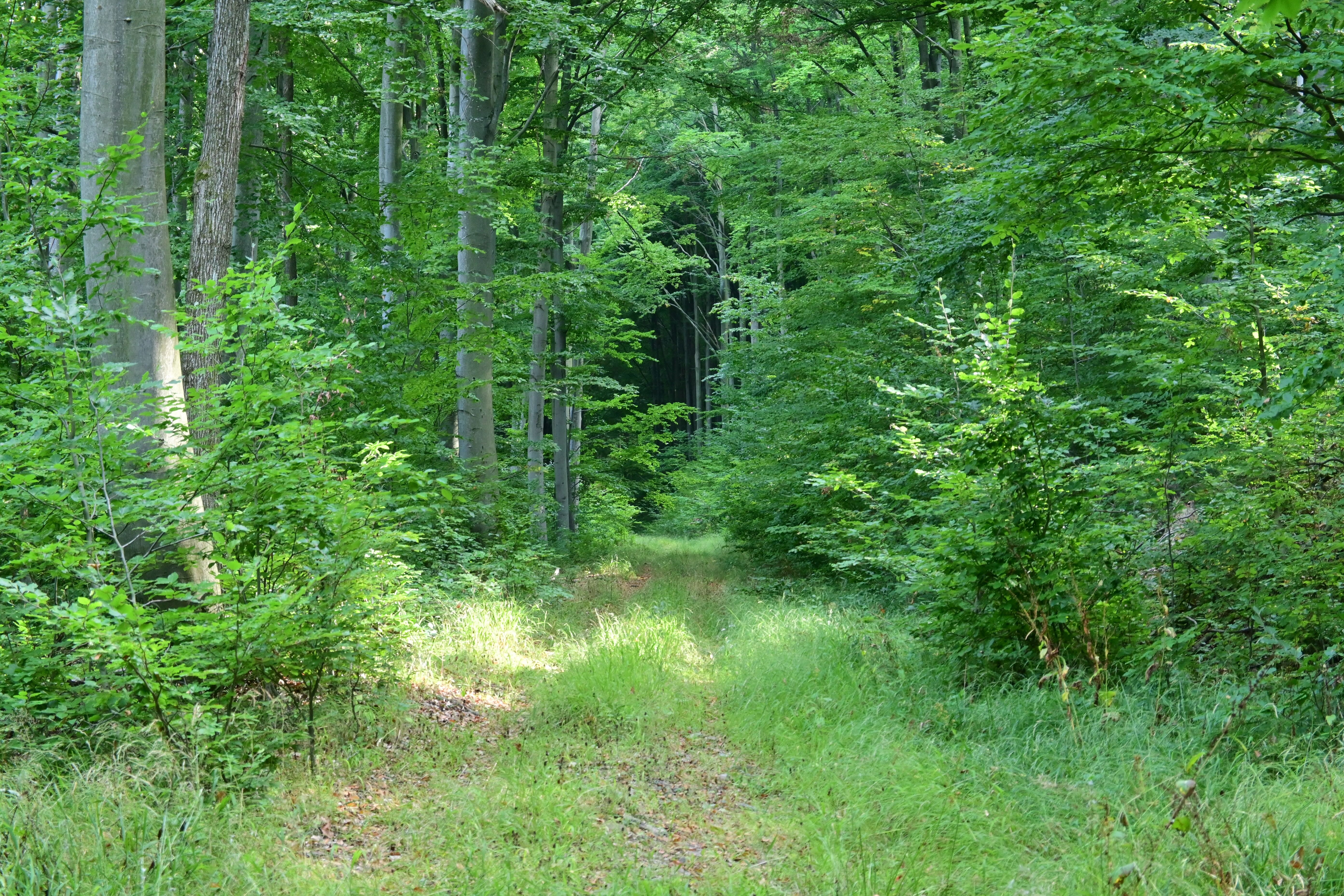 OKT-02 Sárvár-Sümeg