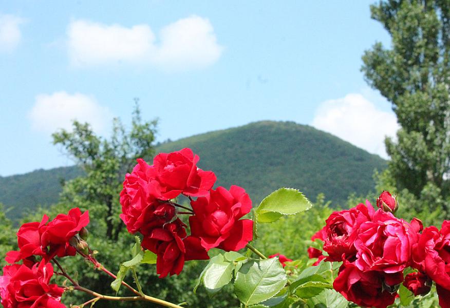 Czanadomb Vendégház