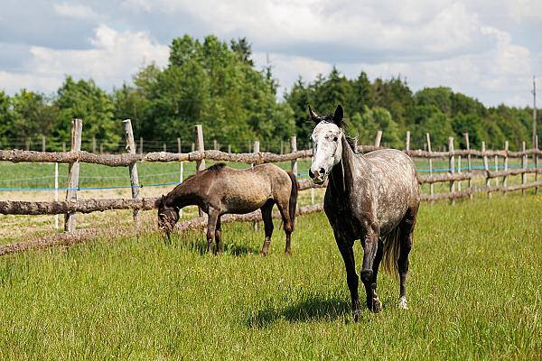 Tulipános Kuckó az Őrségben
