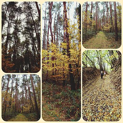 Póni Kuckó Vendégház és Minifarm