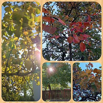 Póni Kuckó Vendégház és Minifarm