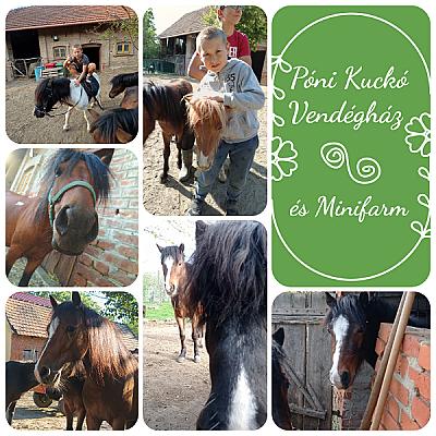Póni Kuckó Vendégház és Minifarm