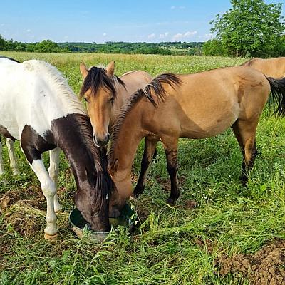 Csillagösvény Lovasudvar Vendégház