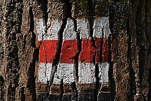 Dél-dunántúli Piros