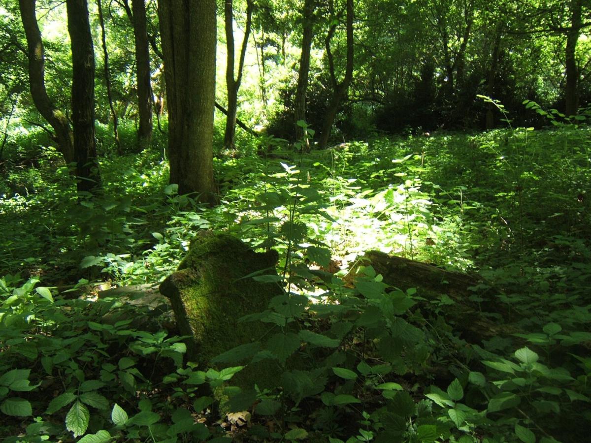 Zselici Csillagpark családi kör: Márcadó – Kardosfa – Ropolyi-tó – Dugás-kút