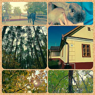 Póni Kuckó Vendégház és Minifarm