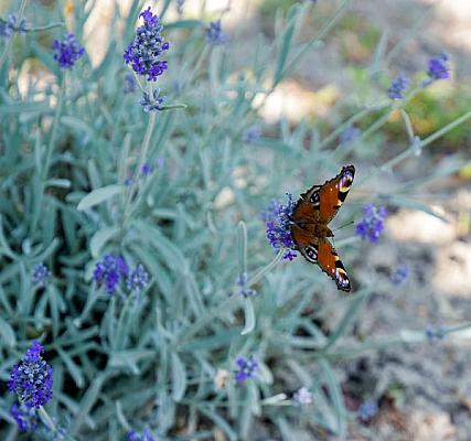 Magdolna Vendégház